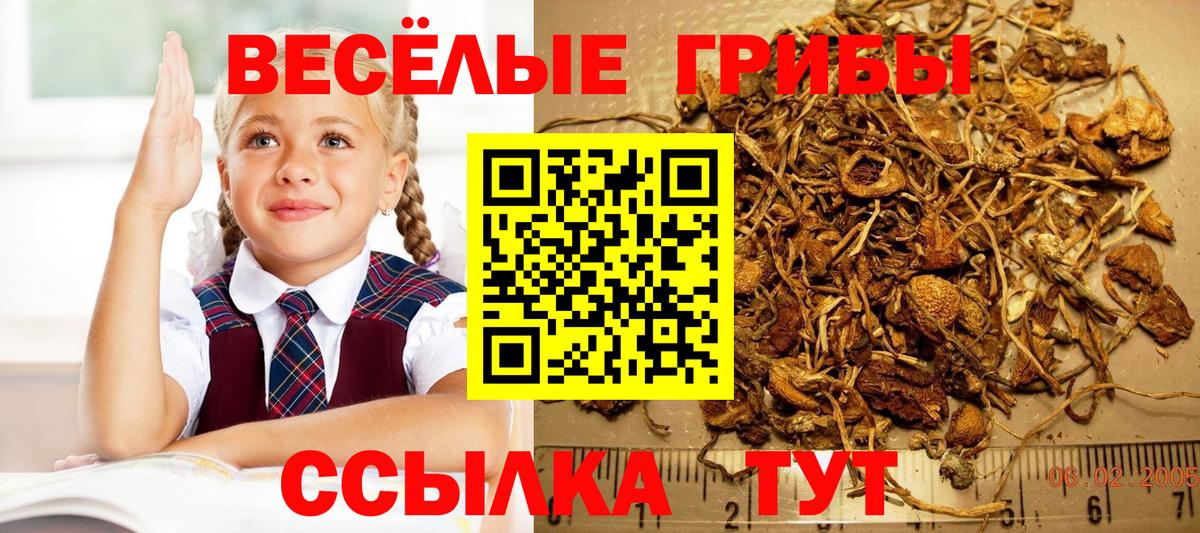 где найти наркотики  Вход с VPN  Ростов Великий  Псилоцибиновые грибы Psilocybine cubensis 